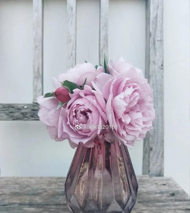  『丰花性好』狼家自育的表现到底如何，戳进来看看花友们的大实话