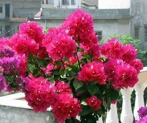 充足的地方:给这“5种”花“剪个发”,越剪越旺,比施肥还“有效”