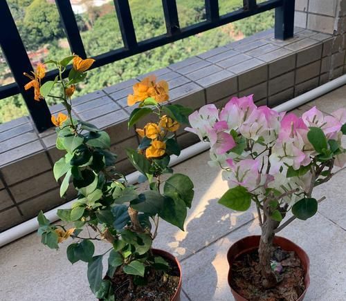  #经验#买回来盛花期的三角梅盆栽可以换盆上盆吗？来看花友们分享的经验