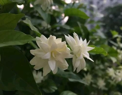  #光照#茉莉花满树花苞就是不开花？满足一要素，很快开花爆盆满屋飘香