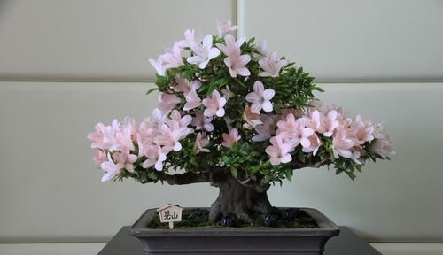  营养@盆景花盆表面铺的苔藓为什么总是黄黄的？淘米水养苔藓有妙用
