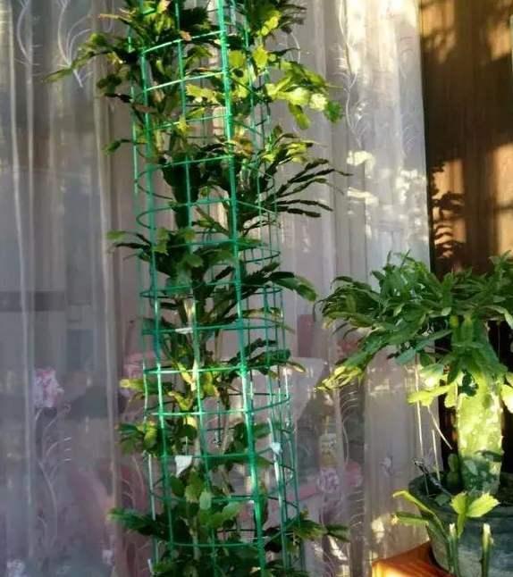  [叶仙]叶仙嫁接蟹爪兰，注意这一点，既能安全度夏，又能长花芽