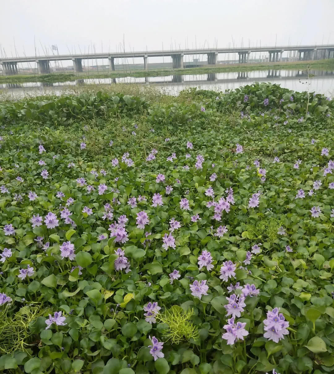  #透气的营养#这4种花，臭水沟挖点养盆里，1分钱不花爆10盆！
