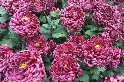  『养盆』喜欢菊花，不如养盆“菊中珍品”墨狮，花似沉睡雄狮，争奇斗艳！