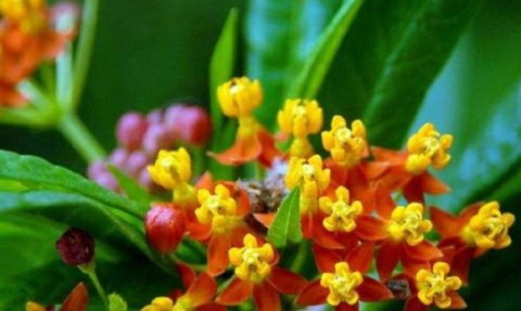  「贱民」这种野草在乡下，人称“不能摸”，农民见了就怕，却有