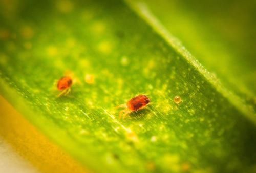  空气湿度■家里的花叶片上长满了红斑点，有很多小蜘蛛网是咋回事？