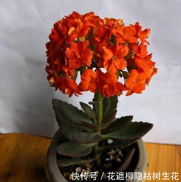  『你喜欢』不小心蹭掉的叶片该怎么办？长寿花、蟹爪兰埋土里，10天就生根