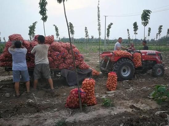  【大哥】农民租地百余亩种有机土豆，不施化肥不打农药，每亩赔1