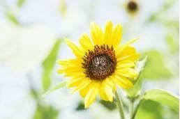  事业单位：事业单位编制竞争大，“铁饭碗”的岗位聘用制