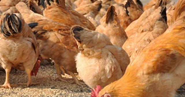  [养殖户]农村养殖再出新骗局！养殖户应当注意了，小心被骗