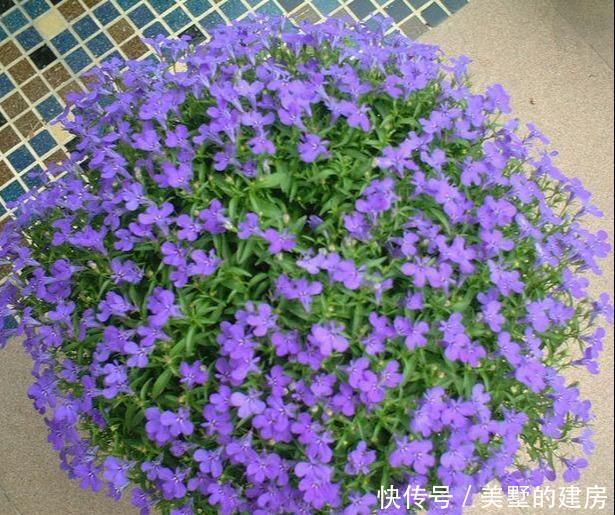「蓝花」六倍利开出一片清爽靓丽的蓝花,长得快又好养,易开花爆盆