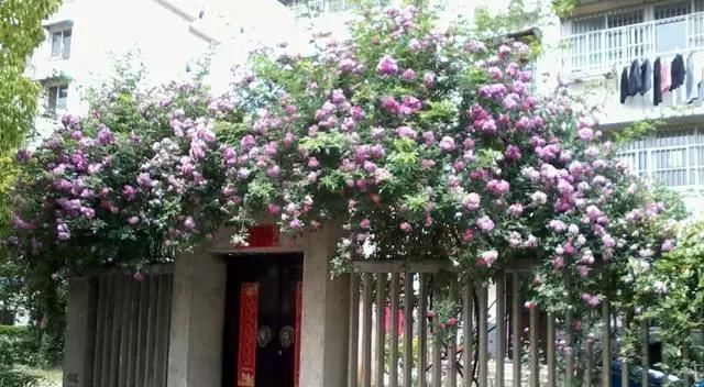  [喜欢]农村菜园，城市小花园，你喜欢哪个