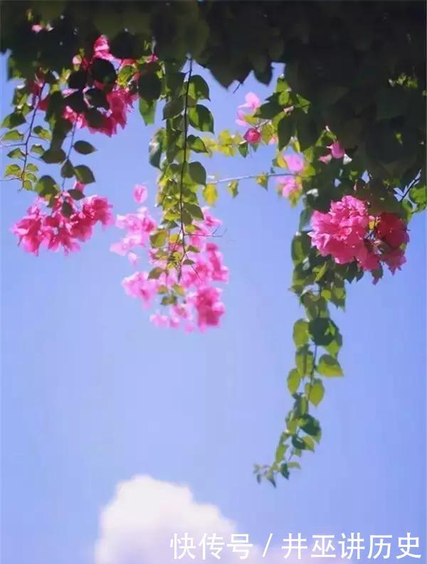  构图：你知道吗，春天拍花就要竖构图，拍出形态气质美