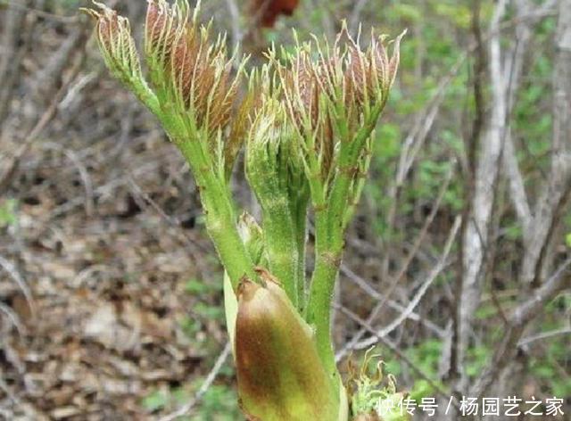 会长得很:山上,有1种“刺老芽”好看,挖来种植,70天后变成“盆景”,美