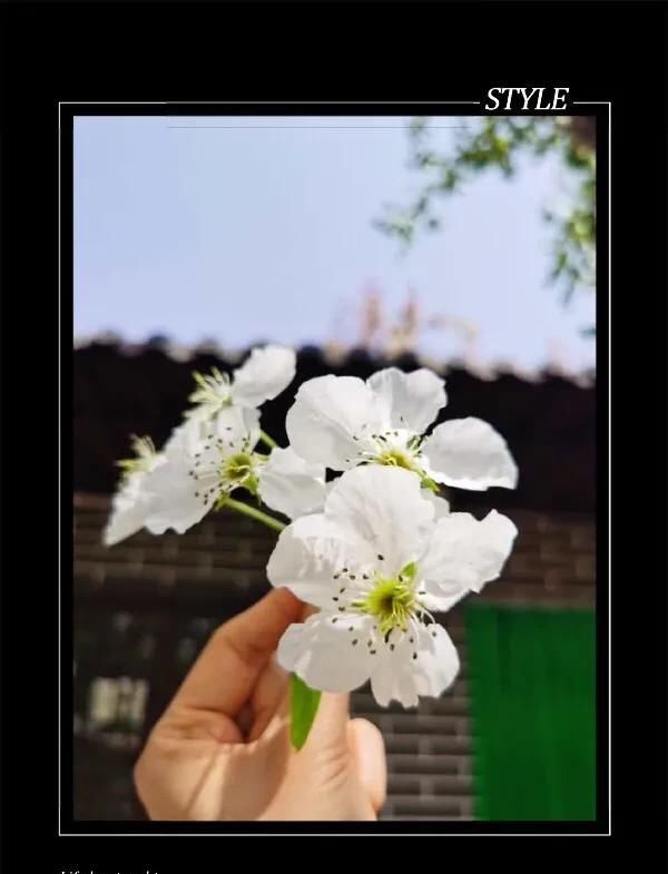 养花：养花为谁？赏花何人？
