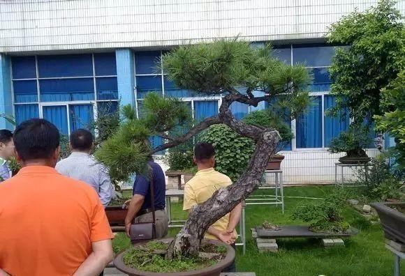 盆景大师都爱玩，山松会否成为下一个热点？