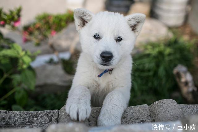品种@撞脸柴犬的珍岛犬,却是韩国的国宝犬种,但它们并不适合新手饲养