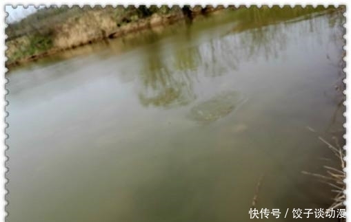  『大草』金圭鲤干上大草，顾不及断线跑鱼
