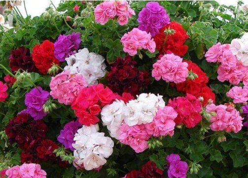  养花：家庭养花，最受欢迎的4种花，花朵硕大、花期长，一养就美爆！
