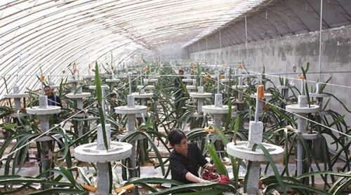  「道理」果实能当饭吃，过去南方才有，如今北方试种成功，恐要