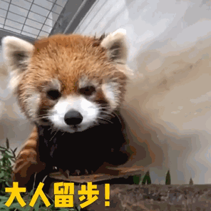 三亚渔民抓到一条鱼，有人出价92888元！它稀奇在哪？