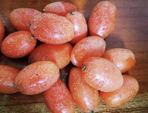  『观赏价值』别看1种果子像“枣子”，殊不知珍贵，农地里要是有，要珍惜！