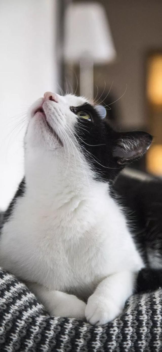  『星球』80张超可爱的猫咪壁纸丨我来自喵星球，来地球只是为了遇见你