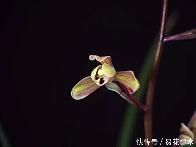 『生长期』兰花生长缓慢或停滞?莫急,也许是未到生长时