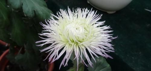  喜欢：喜欢菊花，首选“菊中精品”紫燕翻飞，似旋转陀螺，优美动人！