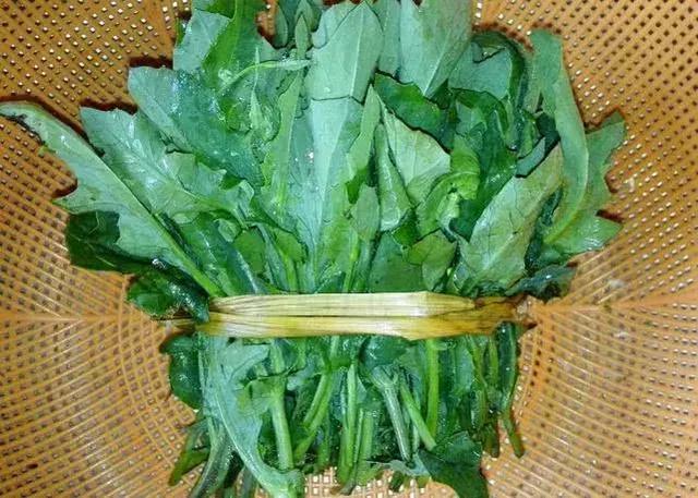  【小红】农村一种常见植物，少有人知是上佳野菜，食用价值高，