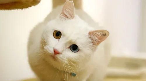  ＂p＂:＂1585729560＂猫咪肠胃不适怎么办？怎样正确使用猫咪益生菌