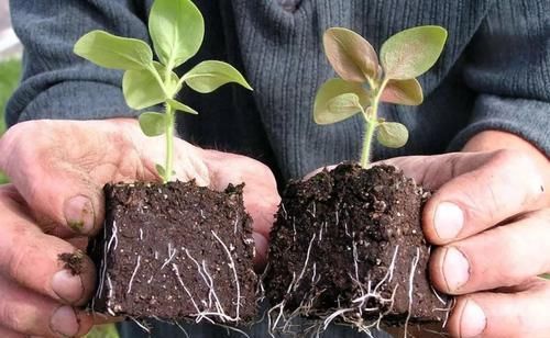  「恢复生长」移栽植物这几点没做好，容易叶黄干枯，赶紧学起来