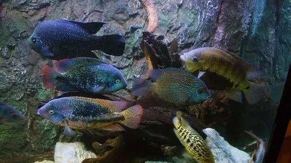  #水族市场上#美洲慈鲷之美，您细品