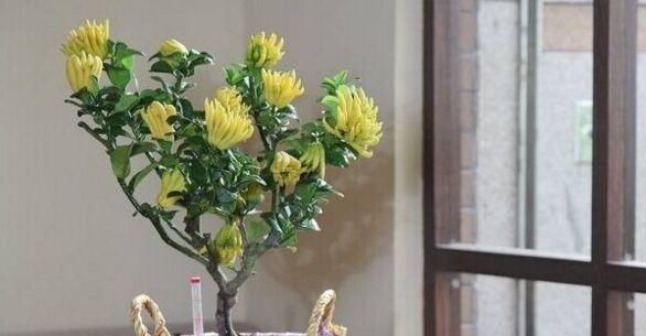  #植物#睡不好觉？这五种植物适合放卧室，带来好睡眠又净化空气！