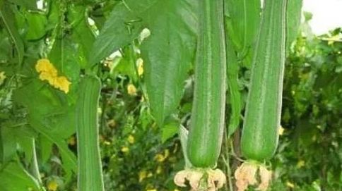  【农村】农民在路灯旁种的甜瓜怎么样，如何防治