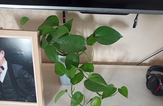 『种绿叶』来点绿叶养养眼,这几种满盆,长势真是旺