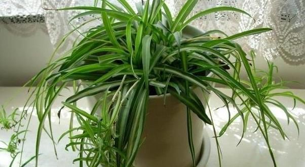  「花草」养花草、玩扦插,用点这“粉”,比多菌灵有效!烂根黑腐全没有!