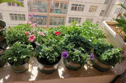  #种植#阳台种盆矮牵牛，易种植花色多，开成“花瀑布”，吊在空中非常美