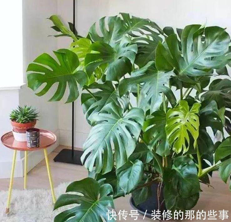  【艳丽】此款花卉，好养易爆盆，四季繁花似锦，姿色艳丽