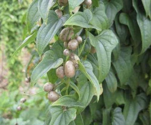  植物@在农村，有1种椭圆的“野果”，以往叫它“山药豆”，珍贵、少见