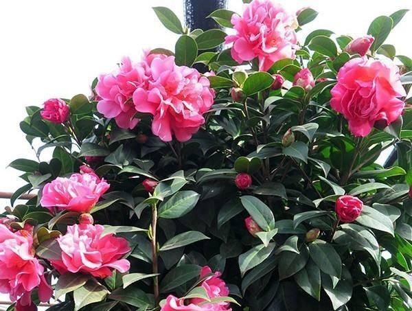  #盆栽茶花#养茶花，一个浇水小细节，不掉叶、开花多、长得壮，一盆养多年