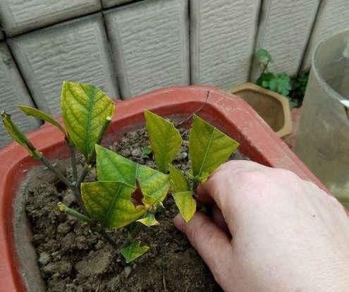  「栀子花」终于等到了扦插季，这两种花赶紧动手，明年不用买花了！