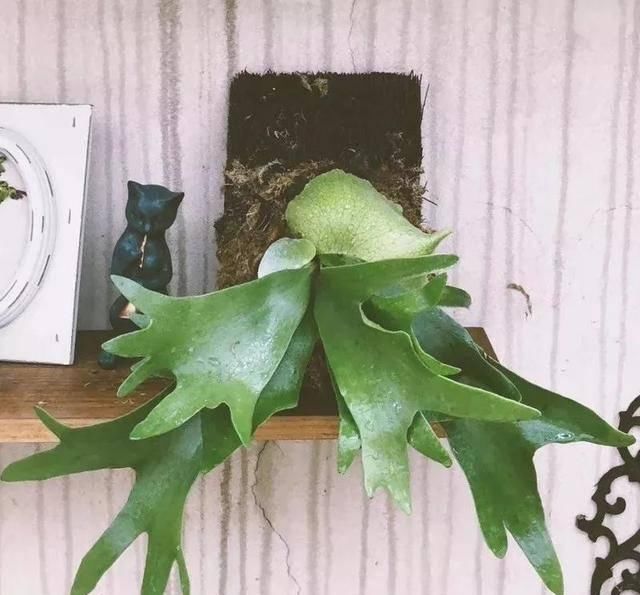 『夏季需适当遮阴』养花就养这8种,简约又大气