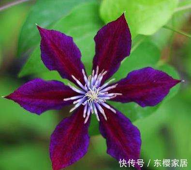  「妖娆」喜欢在家中养护花卉，就养5种丰腴妖娆的花卉，花色艳丽又多样！