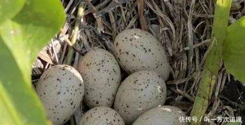 多个国家已灭绝，国内到处可见，一斤28元被农民当摇钱树