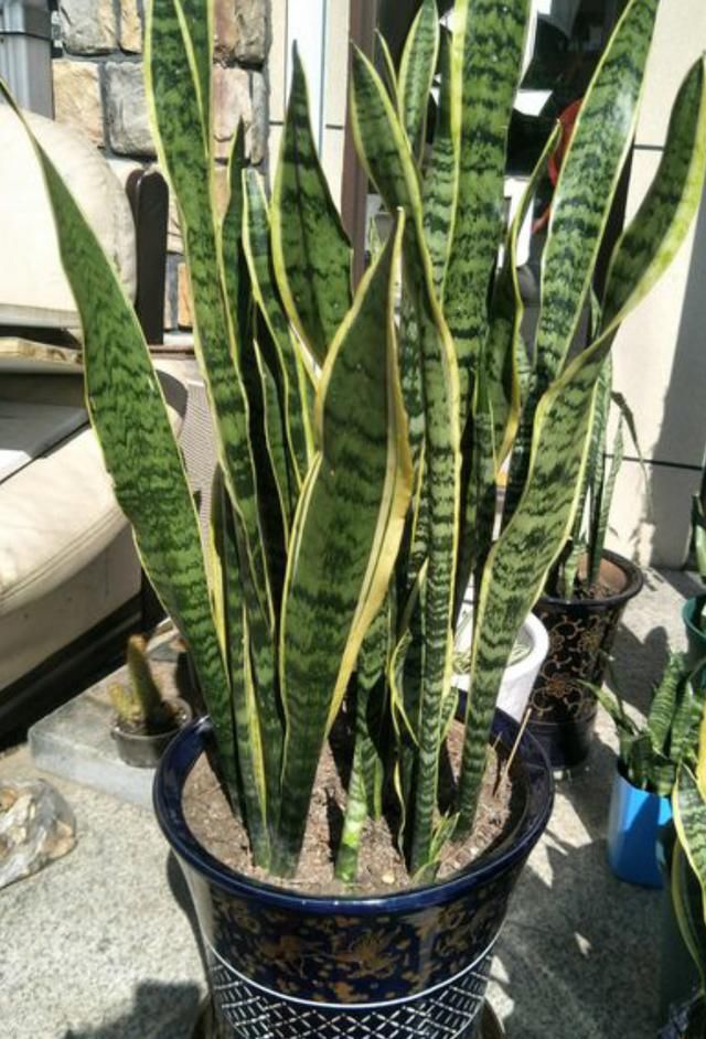  ＂fromicon＂:＂0＂虎皮兰有“三喜三怕”，了解它的喜好，叶片肥厚根系壮，爆芽多多