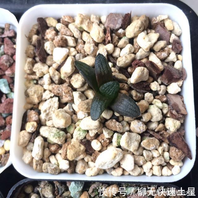 『植物』春天买的多肉植物们,花了几百块,不知道亏了吗