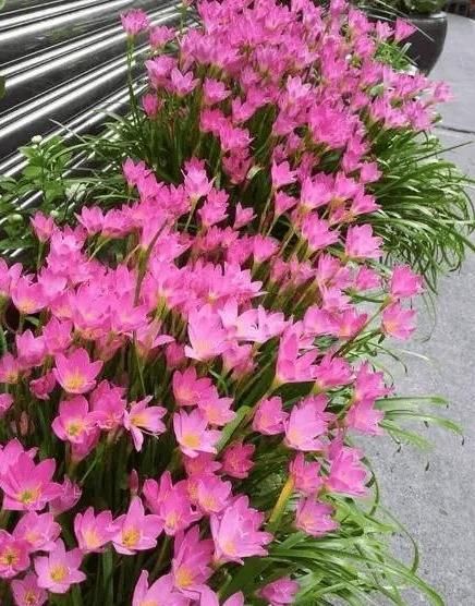  [懒人]6种“懒人花”可真皮实，一个月不浇水，太阳越晒，开花越泼辣