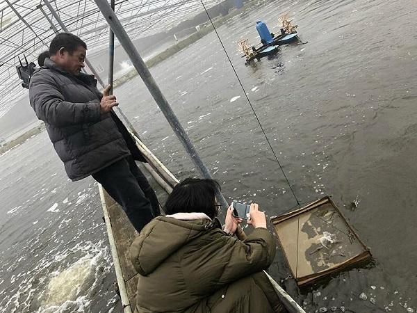 新鲜对虾“跳”上餐桌 南美白对虾实现本地反季养殖