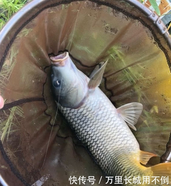  「商品」钓鲤鱼喜欢用商品饵？别闹了，遇到这些“杂粮”鲤鱼咬钩才叫凶
